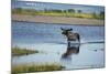 Moose Crossing Brooks River-W^ Perry Conway-Mounted Photographic Print