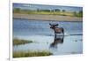 Moose Crossing Brooks River-W^ Perry Conway-Framed Photographic Print