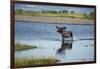 Moose Crossing Brooks River-W^ Perry Conway-Framed Photographic Print