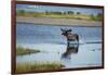 Moose Crossing Brooks River-W^ Perry Conway-Framed Photographic Print