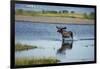 Moose Crossing Brooks River-W^ Perry Conway-Framed Photographic Print