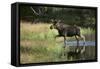 Moose Crossing River-DLILLC-Framed Stretched Canvas