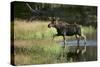 Moose Crossing River-DLILLC-Stretched Canvas