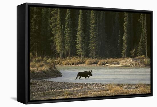 Moose Crossing River-DLILLC-Framed Stretched Canvas