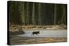 Moose Crossing River-DLILLC-Stretched Canvas