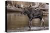 Moose Crossing River-DLILLC-Stretched Canvas