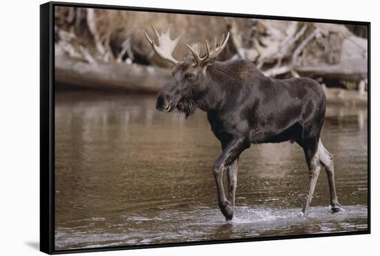 Moose Crossing River-DLILLC-Framed Stretched Canvas