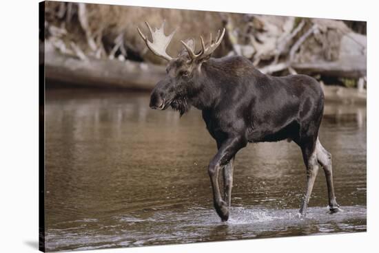 Moose Crossing River-DLILLC-Stretched Canvas