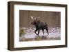 Moose Crossing River-DLILLC-Framed Photographic Print