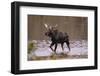 Moose Crossing River-DLILLC-Framed Photographic Print