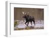 Moose Crossing River-DLILLC-Framed Photographic Print