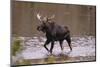 Moose Crossing River-DLILLC-Mounted Photographic Print