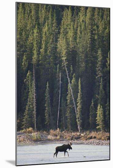 Moose Crossing River-DLILLC-Mounted Photographic Print