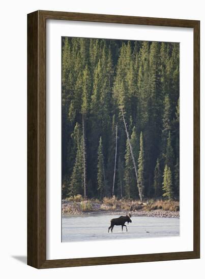 Moose Crossing River-DLILLC-Framed Photographic Print