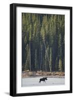 Moose Crossing River-DLILLC-Framed Photographic Print