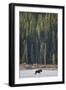 Moose Crossing River-DLILLC-Framed Photographic Print