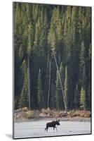 Moose Crossing River-DLILLC-Mounted Photographic Print