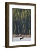 Moose Crossing River-DLILLC-Framed Photographic Print