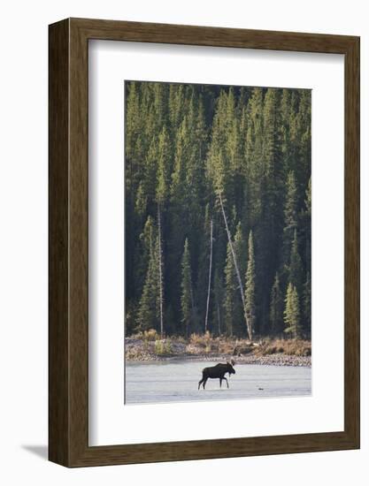 Moose Crossing River-DLILLC-Framed Photographic Print