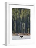 Moose Crossing River-DLILLC-Framed Photographic Print