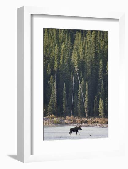 Moose Crossing River-DLILLC-Framed Photographic Print