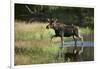 Moose Crossing River-DLILLC-Framed Photographic Print