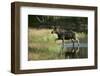 Moose Crossing River-DLILLC-Framed Photographic Print