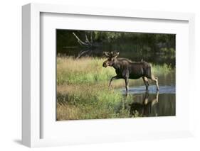 Moose Crossing River-DLILLC-Framed Photographic Print