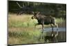 Moose Crossing River-DLILLC-Mounted Photographic Print