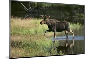 Moose Crossing River-DLILLC-Mounted Photographic Print