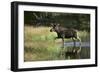 Moose Crossing River-DLILLC-Framed Photographic Print