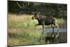 Moose Crossing River-DLILLC-Mounted Photographic Print