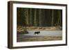 Moose Crossing River-DLILLC-Framed Photographic Print