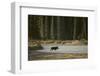 Moose Crossing River-DLILLC-Framed Photographic Print