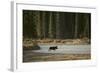 Moose Crossing River-DLILLC-Framed Photographic Print