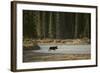 Moose Crossing River-DLILLC-Framed Photographic Print