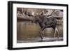 Moose Crossing River-DLILLC-Framed Photographic Print