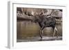 Moose Crossing River-DLILLC-Framed Photographic Print