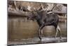 Moose Crossing River-DLILLC-Mounted Photographic Print