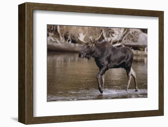 Moose Crossing River-DLILLC-Framed Photographic Print