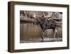 Moose Crossing River-DLILLC-Framed Photographic Print