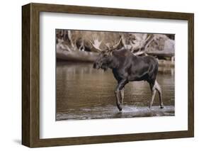 Moose Crossing River-DLILLC-Framed Photographic Print