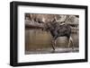 Moose Crossing River-DLILLC-Framed Photographic Print