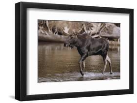 Moose Crossing River-DLILLC-Framed Photographic Print