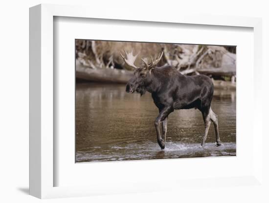 Moose Crossing River-DLILLC-Framed Photographic Print