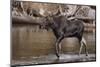 Moose Crossing River-DLILLC-Mounted Photographic Print