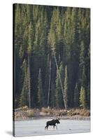 Moose Crossing River-DLILLC-Stretched Canvas