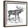 Moose Deer, 19th Century-null-Framed Giclee Print