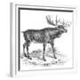 Moose Deer, 19th Century-null-Framed Giclee Print