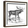 Moose Deer, 19th Century-null-Framed Giclee Print